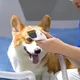 Pet Hair Vacuum - - LIYYOU 6
