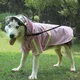 Bulk Buy Dog Supplies 5