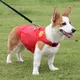 Premium Quality Pet Clothes 6