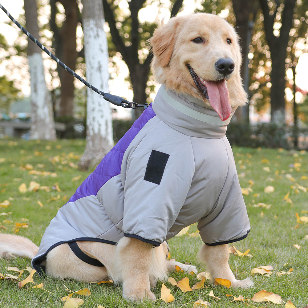 Dog Accessories Manufacturer 2