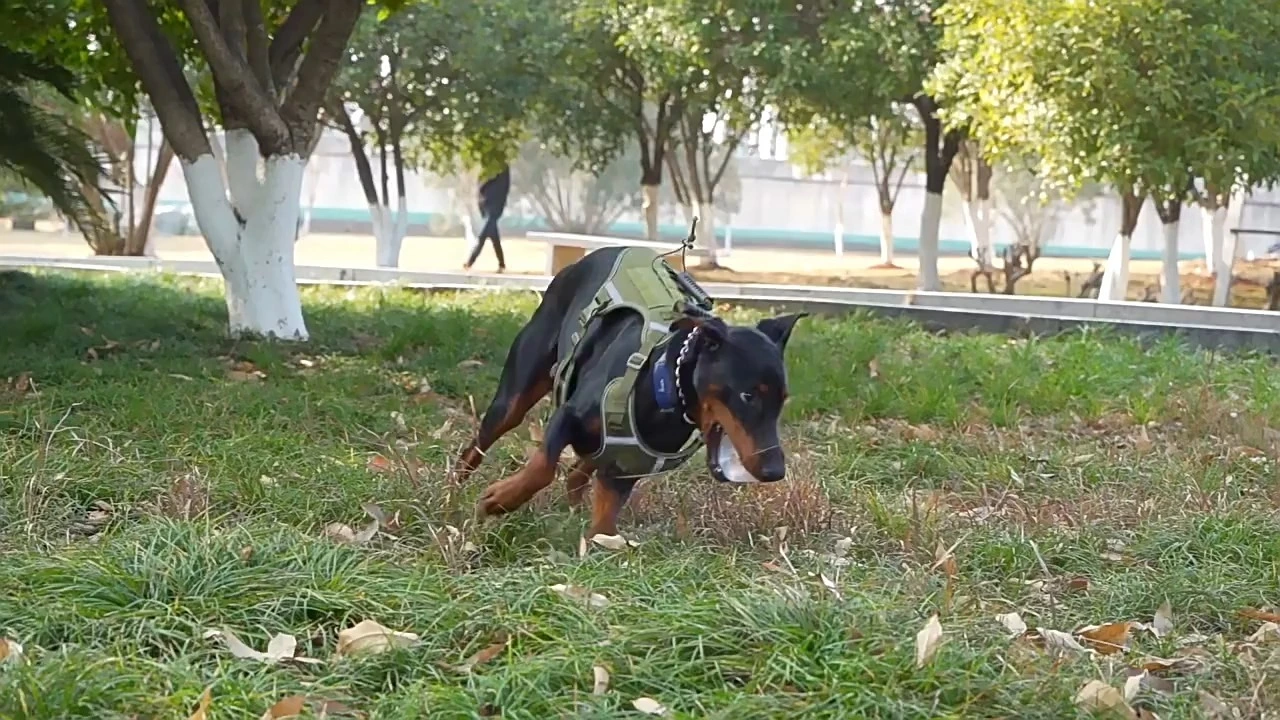 Strong light reflective tactic dog harness for large dogs 1