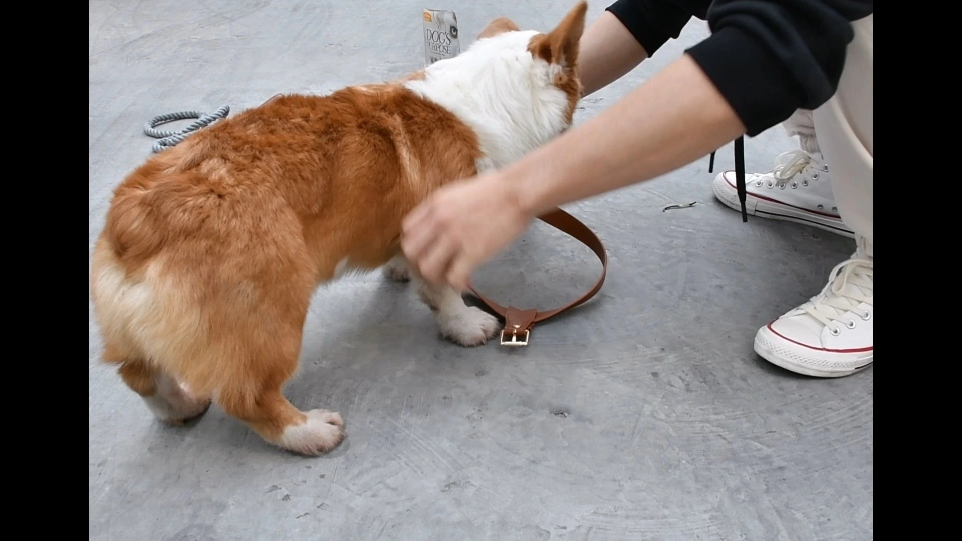 Cowhide real leather dog harness leash set 1