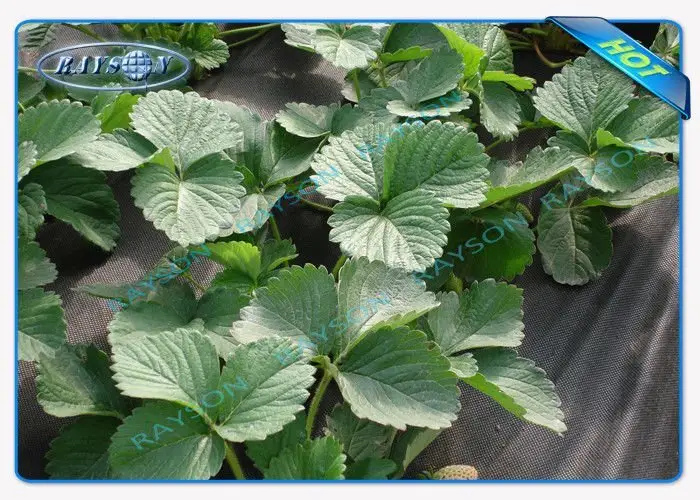 high quality black cloth for weed control wholesale for root control bags 3