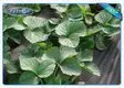 high quality black cloth for weed control wholesale for root control bags 3