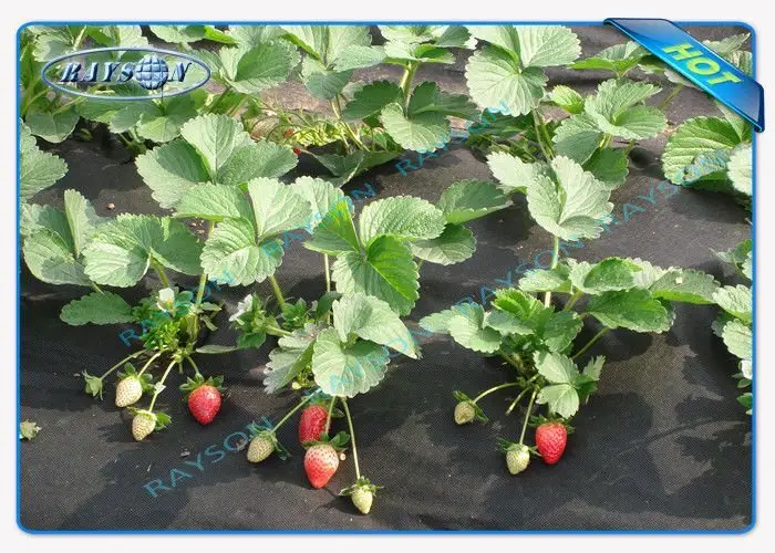 high quality black cloth for weed control wholesale for root control bags 2