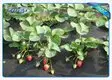 high quality black cloth for weed control wholesale for root control bags 2