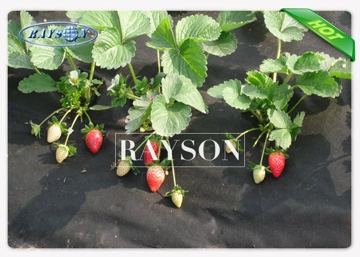 20GSM-50GSM White / Black Garden Fleece for Plants , Non Woven Fleece 3