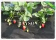 Rayson Non Woven Fabric online pp non woven fabric manufacturer for root control bags 2