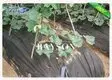 customized landscape fabric mulch manufacturer for seed blankets 2