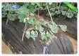 Rayson Non Woven Fabric high quality garden liner to prevent weeds width for root control bags 3