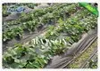 Rayson Non Woven Fabric high quality garden liner to prevent weeds width for root control bags 2