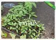 customized landscape fabric under gravel supplier for ground cover 2
