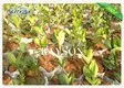 Rayson Non Woven Fabric high quality preen landscape fabric matting for ground cover 5