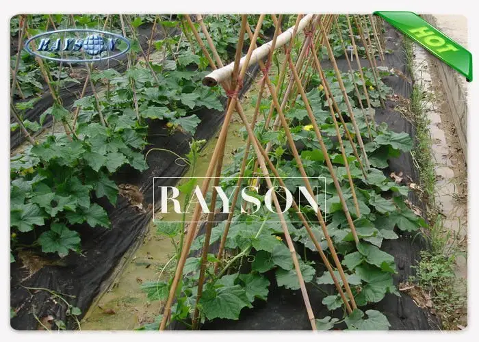 Heat Seal Black Non Woven Cultivating  Bag In PPNW For Grow Seedlings Planting Bags 3