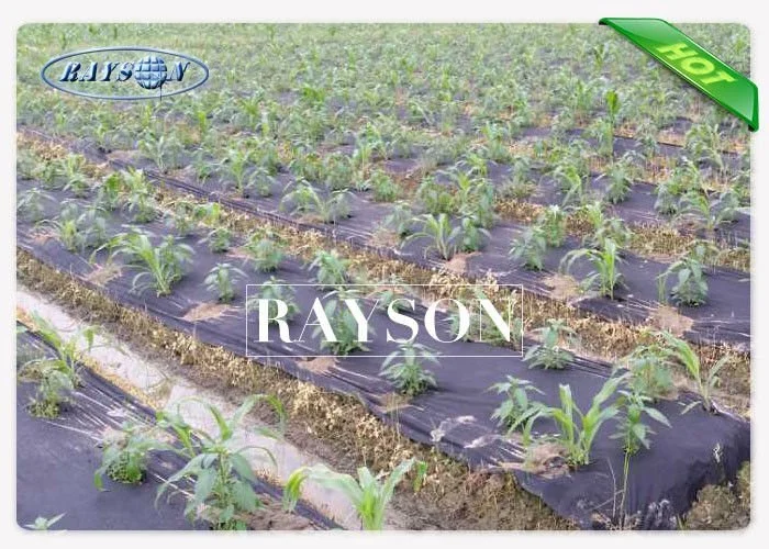 Rayson Non Woven Fabric high density fabric for weeds manufacturer for root control bags 3