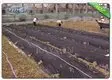 Rayson Non Woven Fabric high quality weed control fabric pegs durable for seed blankets 2