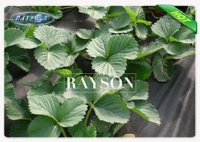 maintain woven polypropylene landscape fabric supplier for root control bags Rayson Non Woven Fabric 2