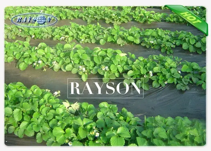 spun cheap landscape fabric roll wholesale for ground cover Rayson Non Woven Fabric 2