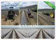 34 gsm UV 3% White Color Polypropylene Frost Protection Fleece Used For Agricultural Crop Cover 2