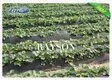 protection landscape cloth lowes manufacturer for root control bags Rayson Non Woven Fabric 2