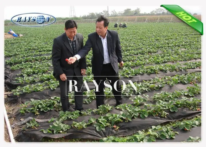 Heat Seal Black Non Woven Cultivating  Bag In PPNW For Grow Seedlings Planting Bags 2