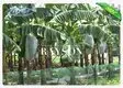 heat sealing fruit plastic bag wholesale for home furnishings 2