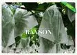 non protection fruit mango for banana Rayson Non Woven Fabric 3