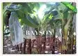 pp mango fruit protection bags supplier for banana 3