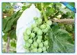Rayson Non Woven Fabric material fruit fly bags series for home furnishings 3
