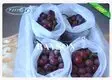 Rayson Non Woven Fabric material fruit fly bags series for home furnishings 2