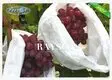 heat fruit cover mesh manufacturer for home furnishings Rayson Non Woven Fabric 2