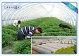 Breathable Spunbond Anit Frost Protection Fleece Frost Cover Nonwoven Fabric 3