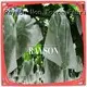 pp mango fruit protection bags supplier for banana 1