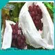 Rayson Non Woven Fabric recyclable fruit fly protection manufacturer for pear and vegetable 1