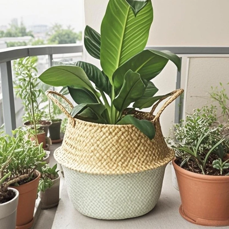 Pianta di paglia pentola a doppia maniglia design ufficio decorazione di pianta verde pentola 1