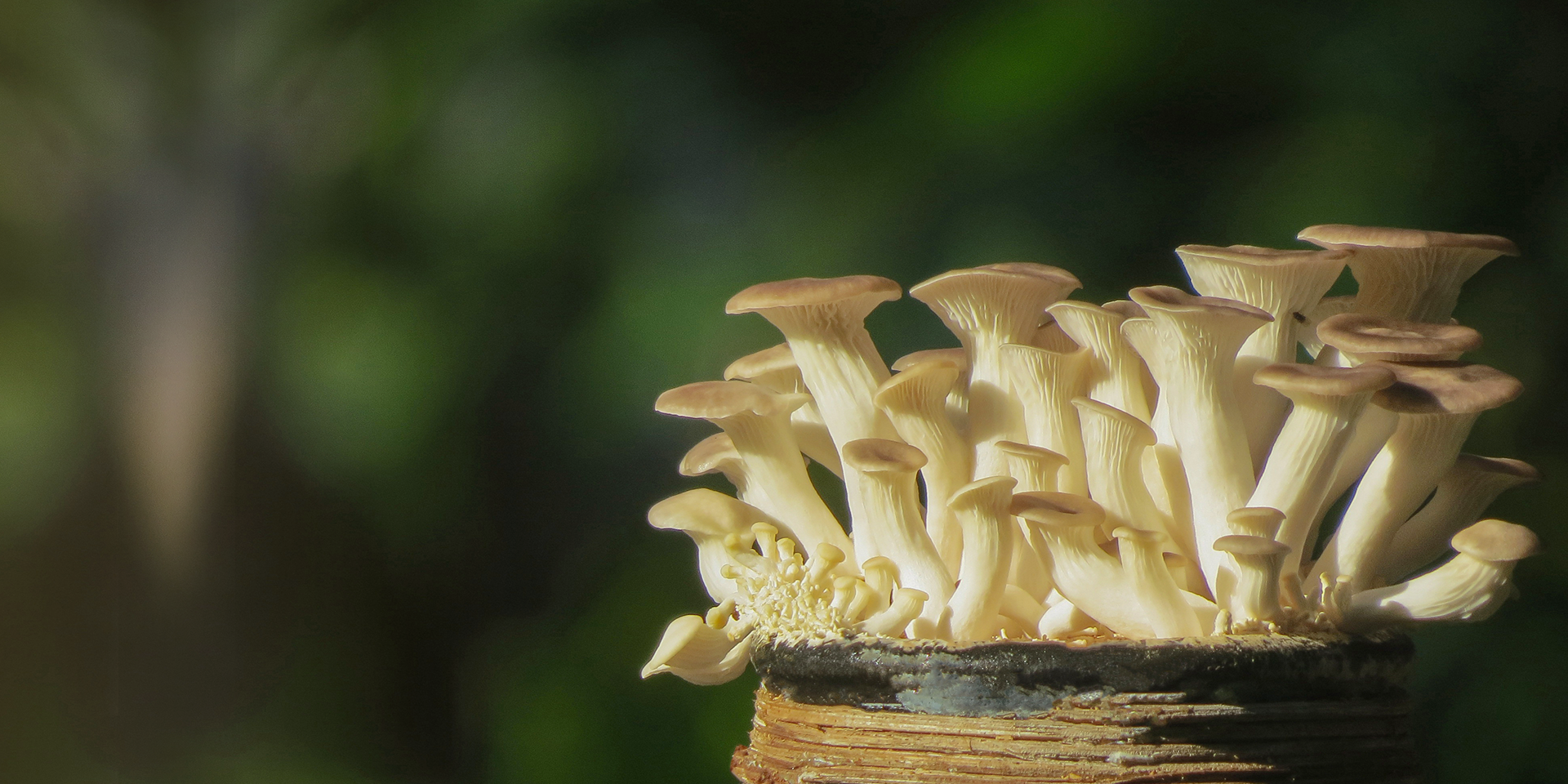 Global Mushroom Farming Equipment Leader