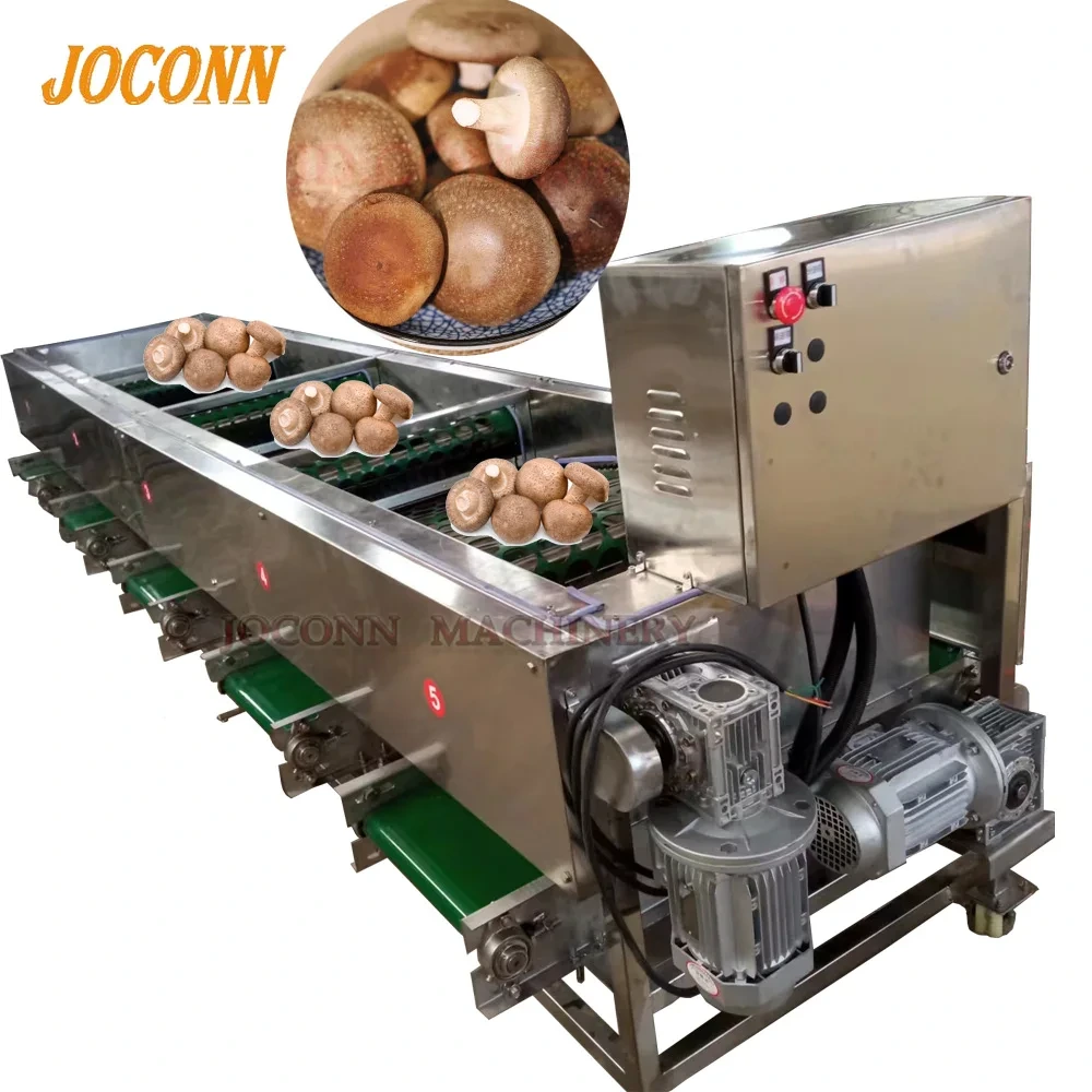 Línea de clasificación de hongos shiitake 1