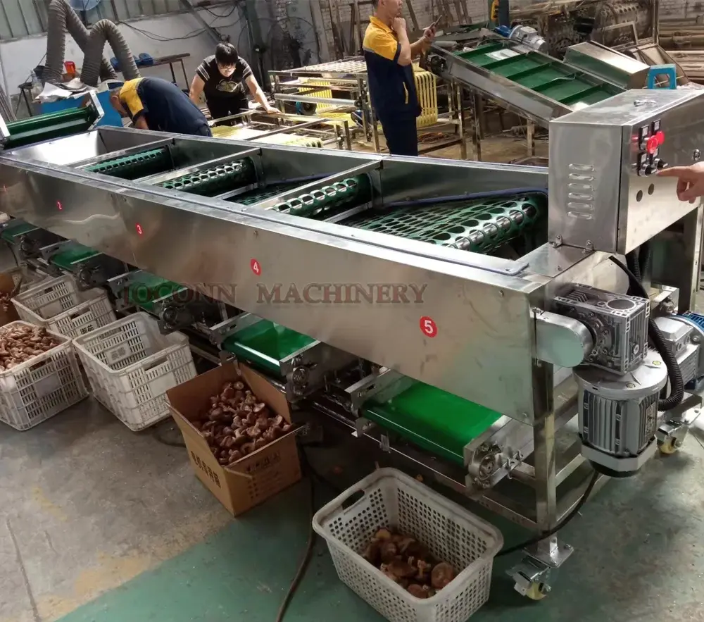 Mushroom Sorting Machines Shiitake Mushroom by JOCONN 3