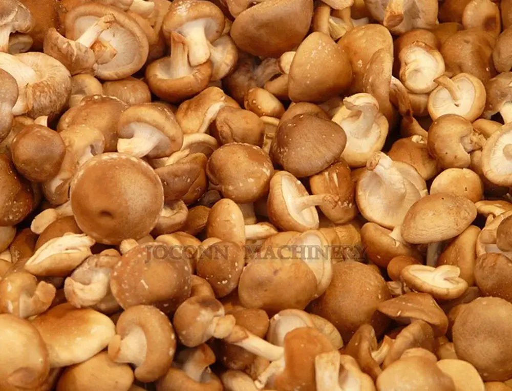 Mushroom Sorting Machines Shiitake Mushroom by JOCONN 7