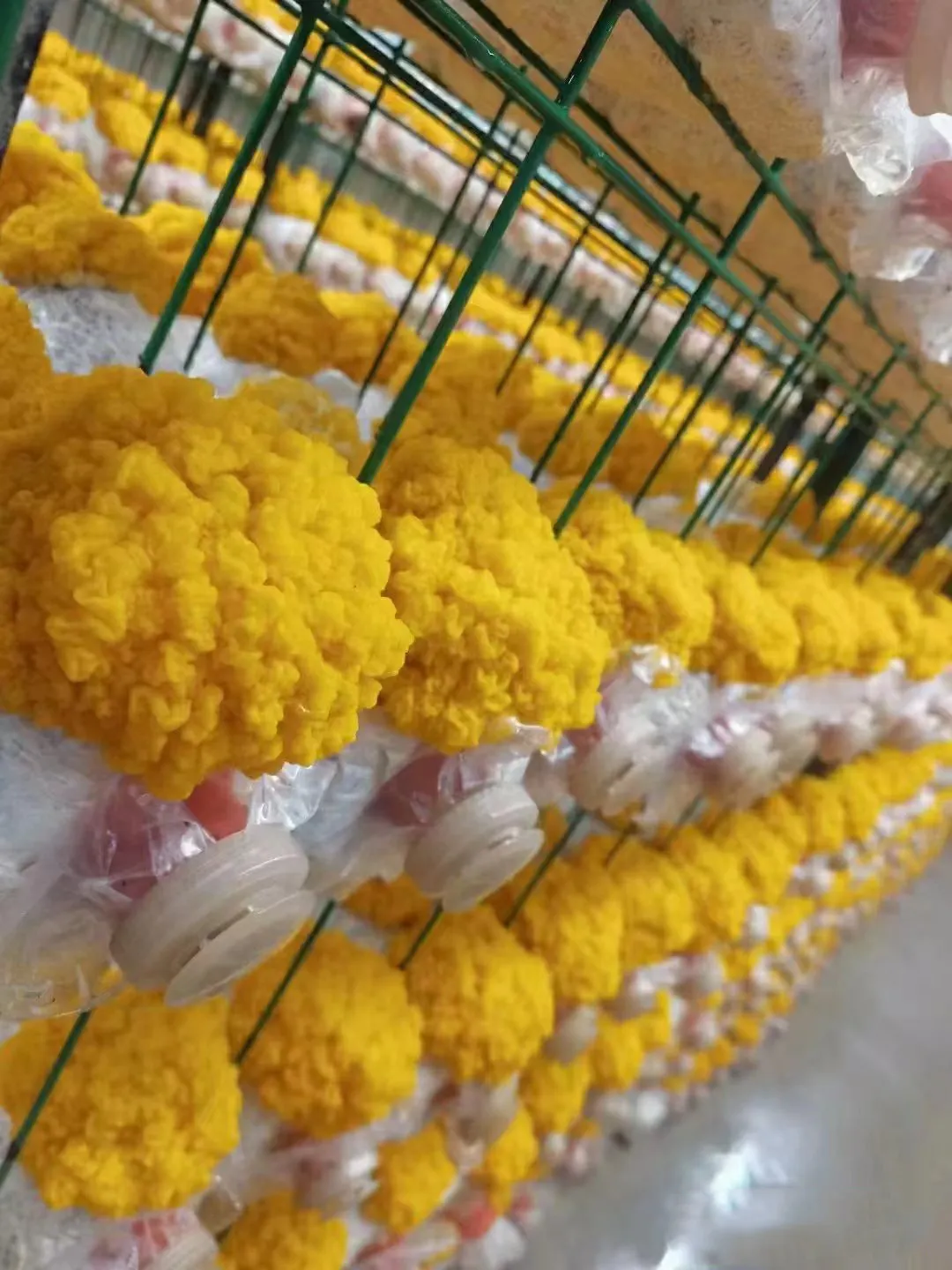 Best Container for Growing Mushrooms 6000*3000*3200 Wholesale - JOCONN 5