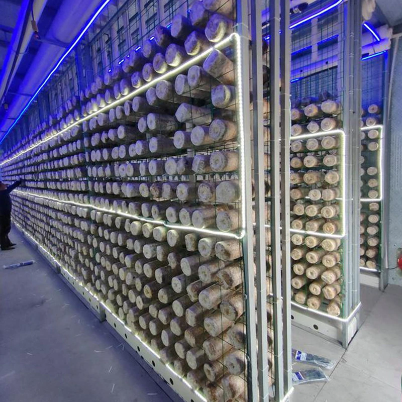 Conteneur d'expédition pour la culture de champignons 1