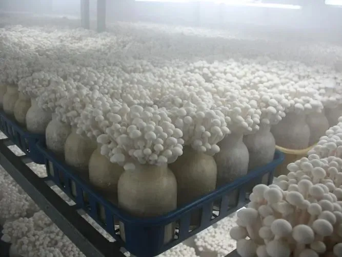 Best Container for Growing Mushrooms 540*330*440mm Wholesale - JOCONN 6