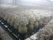 Best Container for Growing Mushrooms 540*330*440mm Wholesale - JOCONN 6