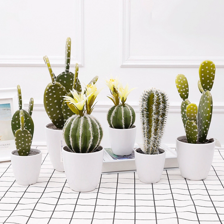 Bonsái pequeño de cactus suculento de alta gama adecuado para la oficina en casa. 1