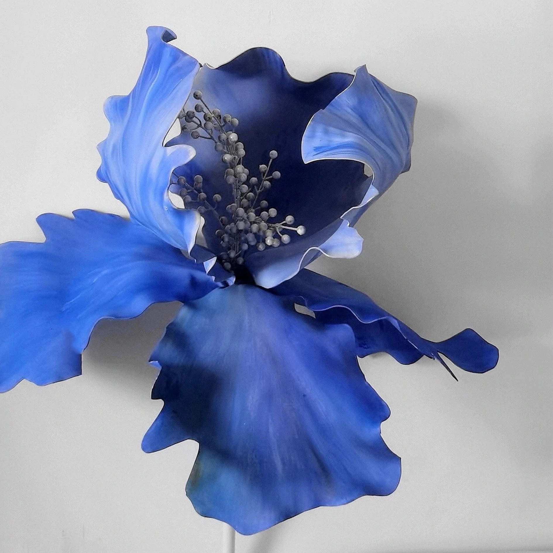 Flores de espuma de iris azul gigante