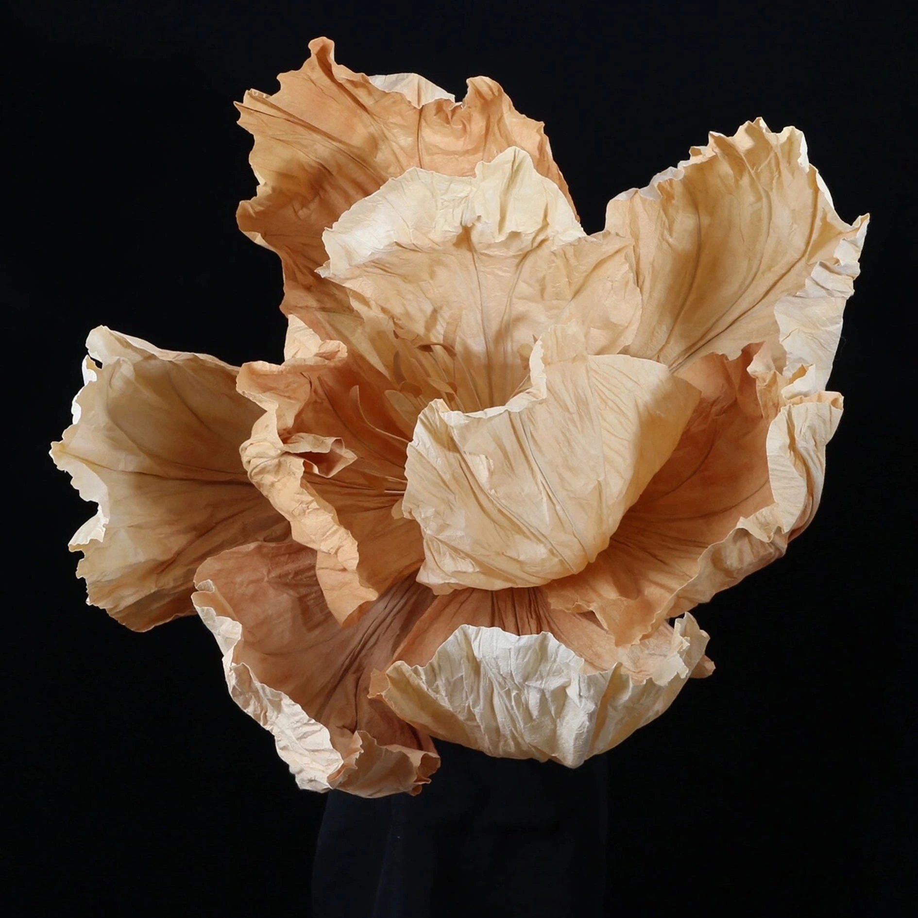 La amapola gigante