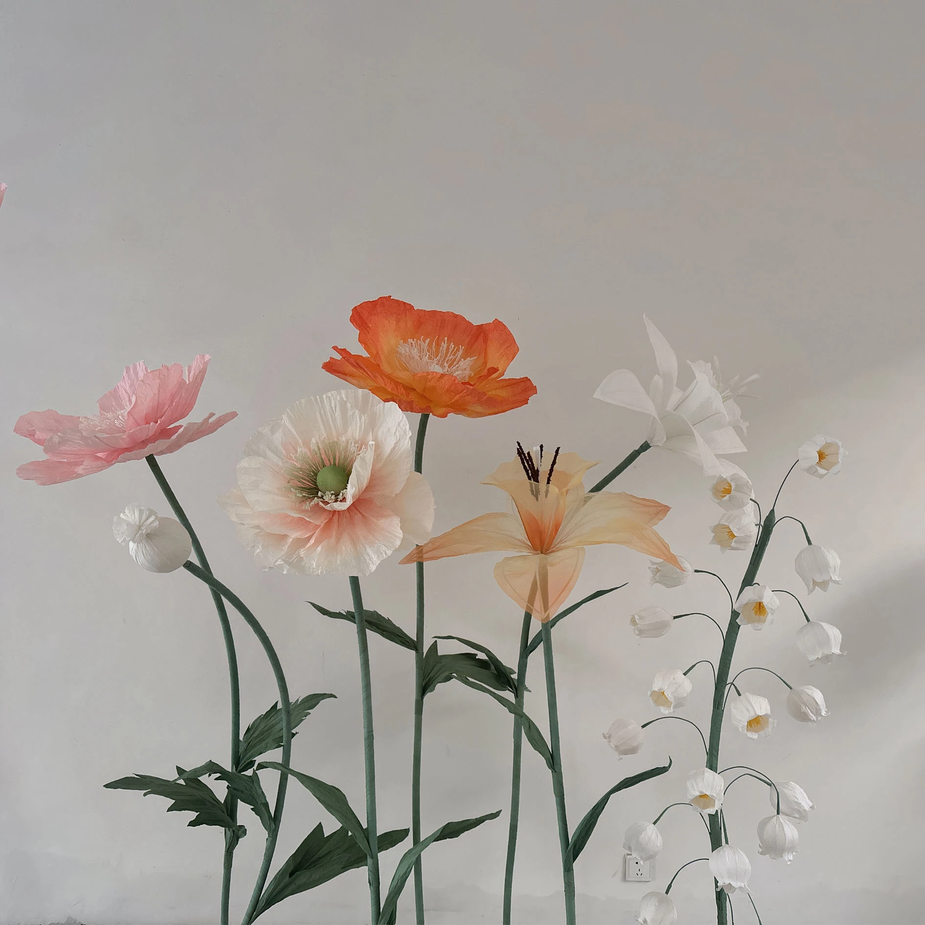 Gigante Seleccionado Organa Florals