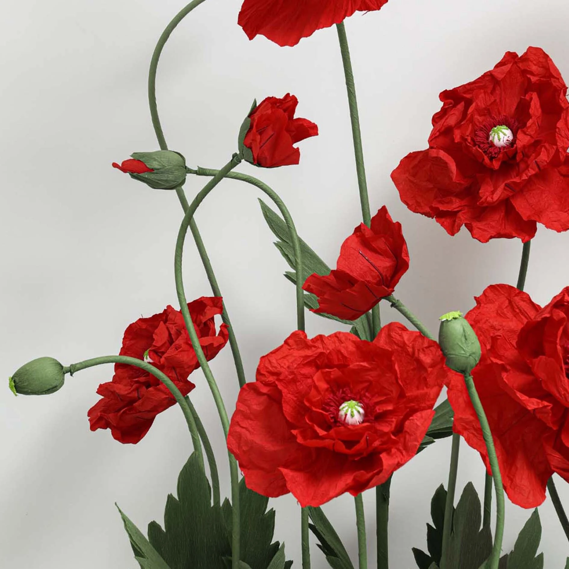 Amapola, una de las románticas y hermosas rojas