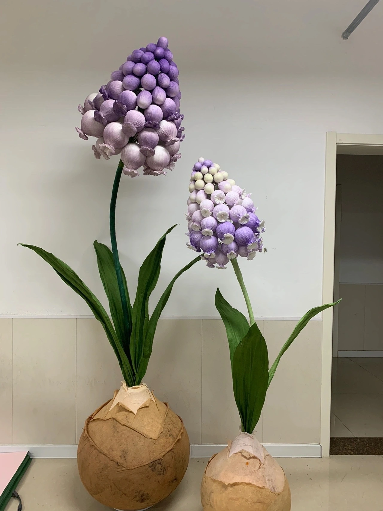 Los jacintos gigantes traen vitalidad de primavera