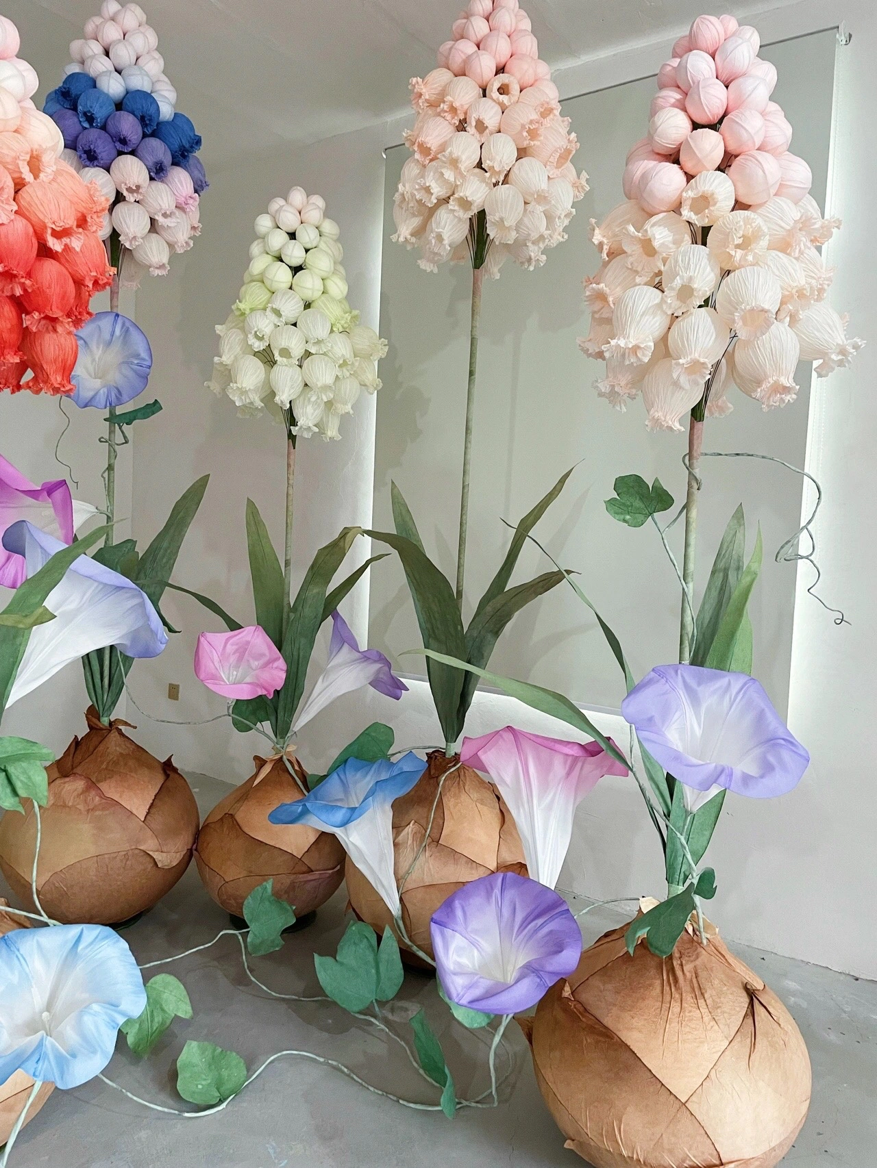 Elegantes jacintos gigantes